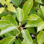 Eтерично масло от Хо-Леав.10мл.