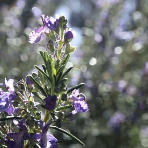 Етерично масло от Розмарин.10мл.