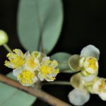 Етерично масло от Мей-чанг.10мл.