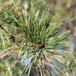 Етерично масло от Бял бор.10мл.