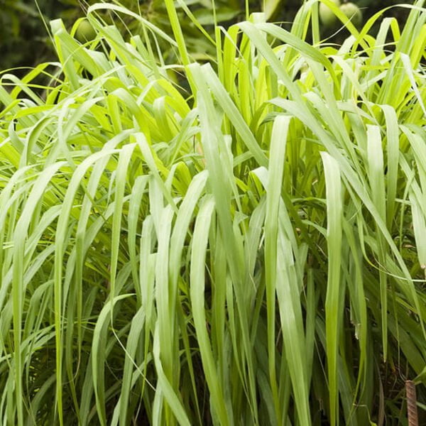 Етерично масло от Цитронела.10мл.