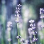 Етерично масло от Лавандула.10мл.