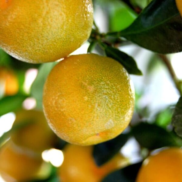 Етерично масло от Лимон.10мл.