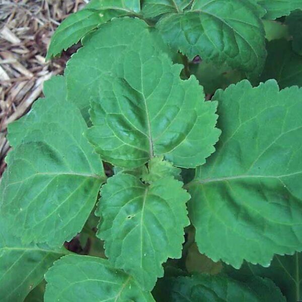 Етерично масло от Пачули.10мл.