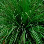 Етерично масло от Палмароза.10мл.