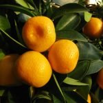 Етерично масло от Мандарина.10.мл.