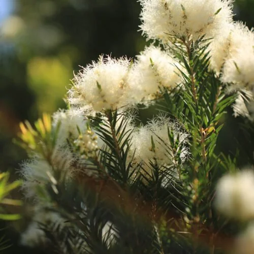 Етерично масло от Чаено дърво.10.мл.
